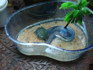 Not my actual turtle.