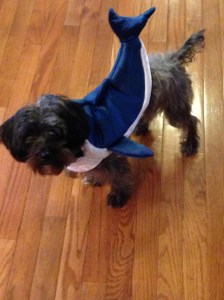 Shark Attack!