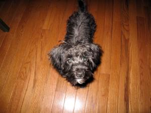 Play with me, dammit.